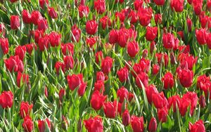 Preview wallpaper tulips, flowers, red, flowerbed, green