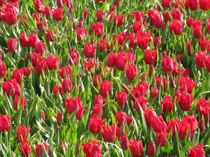 Preview wallpaper tulips, flowers, red, flowerbed, green