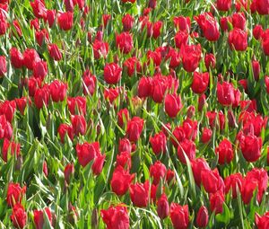 Preview wallpaper tulips, flowers, red, flowerbed, green