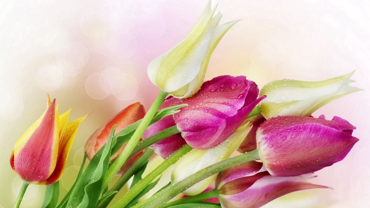 Wallpaper tulips, flowers, reflections, bouquet, drop, freshness