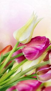 Preview wallpaper tulips, flowers, reflections, bouquet, drop, freshness