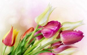 Preview wallpaper tulips, flowers, reflections, bouquet, drop, freshness