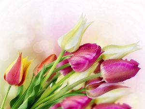 Preview wallpaper tulips, flowers, reflections, bouquet, drop, freshness