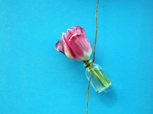 Preview wallpaper tulips, flowers, rope, wall, blue