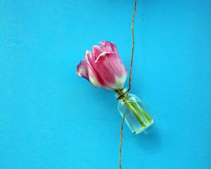 Preview wallpaper tulips, flowers, rope, wall, blue