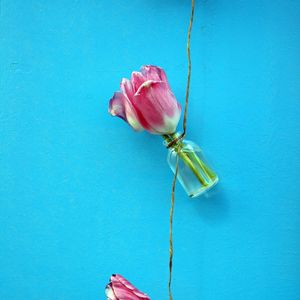 Preview wallpaper tulips, flowers, rope, wall, blue