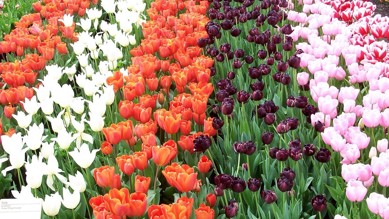 Wallpaper tulips, flowers, rows, different
