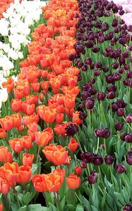 Preview wallpaper tulips, flowers, rows, different