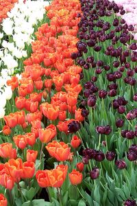 Preview wallpaper tulips, flowers, rows, different