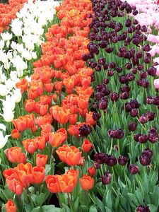 Preview wallpaper tulips, flowers, rows, different