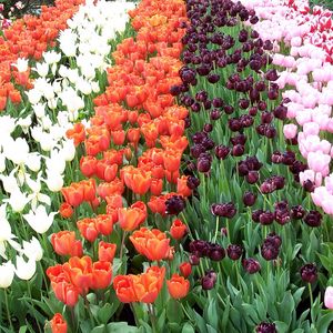 Preview wallpaper tulips, flowers, rows, different