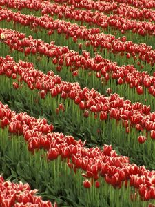 Preview wallpaper tulips, flowers, rows, field, green