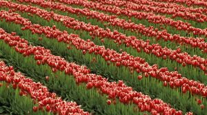 Preview wallpaper tulips, flowers, rows, field, green