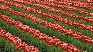 Preview wallpaper tulips, flowers, rows, field, green