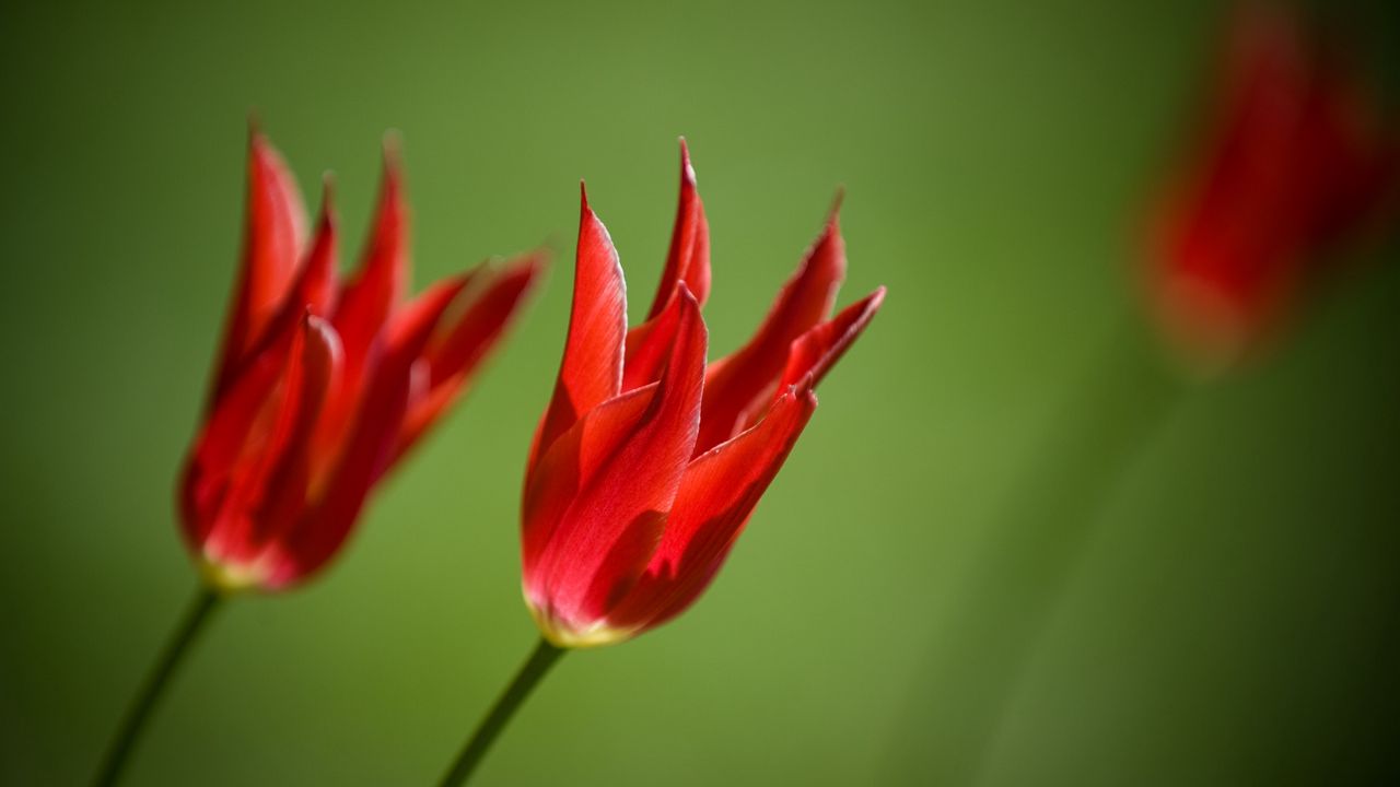 Wallpaper tulips, flowers, royal, two, close-up