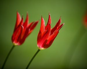 Preview wallpaper tulips, flowers, royal, two, close-up