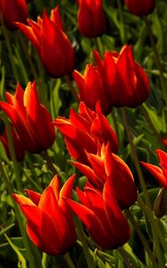 Preview wallpaper tulips, flowers, royal, flowerbed