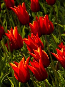 Preview wallpaper tulips, flowers, royal, flowerbed