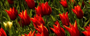 Preview wallpaper tulips, flowers, royal, flowerbed