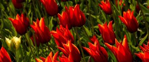 Preview wallpaper tulips, flowers, royal, flowerbed