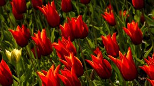 Preview wallpaper tulips, flowers, royal, flowerbed