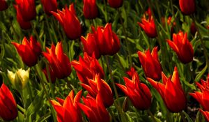 Preview wallpaper tulips, flowers, royal, flowerbed