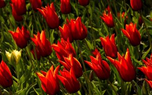 Preview wallpaper tulips, flowers, royal, flowerbed