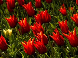 Preview wallpaper tulips, flowers, royal, flowerbed