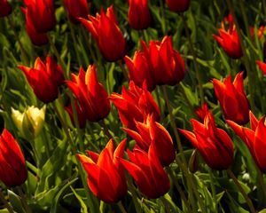 Preview wallpaper tulips, flowers, royal, flowerbed