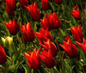 Preview wallpaper tulips, flowers, royal, flowerbed