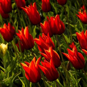 Preview wallpaper tulips, flowers, royal, flowerbed