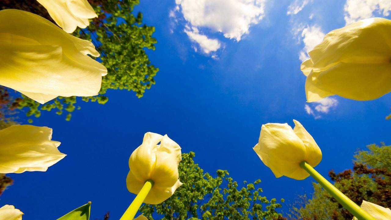 Wallpaper tulips, flowers, sky, clouds, sun, trees