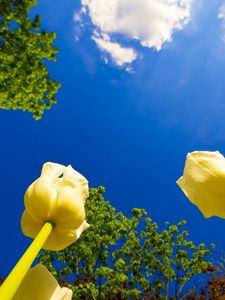 Preview wallpaper tulips, flowers, sky, clouds, sun, trees