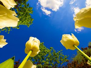 Preview wallpaper tulips, flowers, sky, clouds, sun, trees