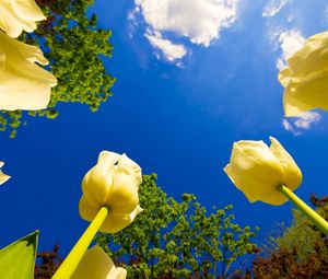 Preview wallpaper tulips, flowers, sky, clouds, sun, trees