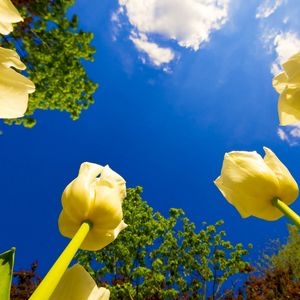 Preview wallpaper tulips, flowers, sky, clouds, sun, trees