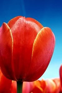 Preview wallpaper tulips, flowers, sky, sunny, bright