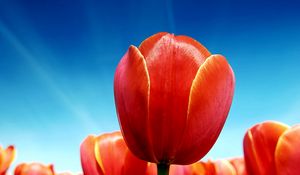 Preview wallpaper tulips, flowers, sky, sunny, bright