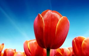 Preview wallpaper tulips, flowers, sky, sunny, bright