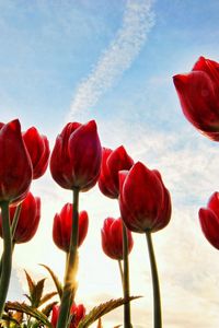 Preview wallpaper tulips, flowers, sky, clouds, grass, trees, sun