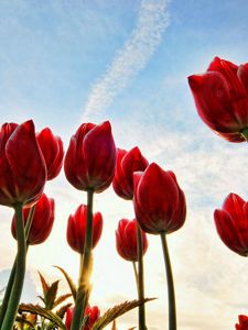 Preview wallpaper tulips, flowers, sky, clouds, grass, trees, sun