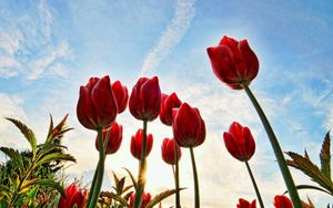 Preview wallpaper tulips, flowers, sky, clouds, grass, trees, sun