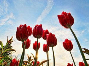 Preview wallpaper tulips, flowers, sky, clouds, grass, trees, sun