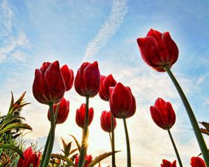 Preview wallpaper tulips, flowers, sky, clouds, grass, trees, sun