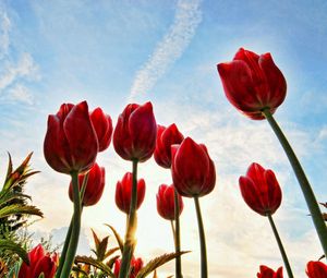 Preview wallpaper tulips, flowers, sky, clouds, grass, trees, sun