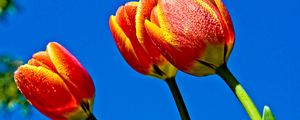 Preview wallpaper tulips, flowers, sky, blue