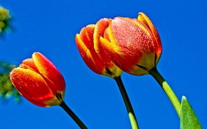 Preview wallpaper tulips, flowers, sky, blue