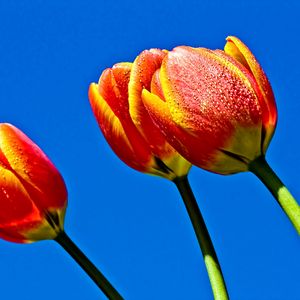 Preview wallpaper tulips, flowers, sky, blue