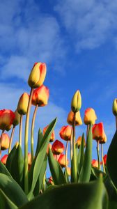 Preview wallpaper tulips, flowers, sky, clouds, buds