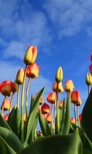 Preview wallpaper tulips, flowers, sky, clouds, buds